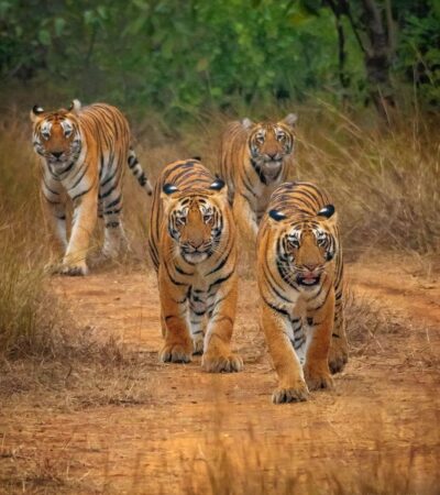 उमरेड कर्हांड वन्यजीव अभयारण्य